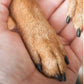 🐾✨ Lima de Uñas para Mascotas – Almohadillas Reemplazables, Suave y Segura para Perros y Gatos 🐶🐱