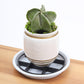 📢📢¡50 % DE DESCUENTO! ⏰Elevador de Macetas que Protege las Raíces – Eleva las Plantas, Mejora la Circulación de Aire y Mantiene los Suelos Limpios – Para Uso Interior y Exterior 🔥🏠