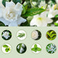 🌿✨ Difusor Automático de Aromaterapia – Fragancia Programada, Ambiente Relajante y Aire Fresco Todo el Día sin Esfuerzo 🕰️💨